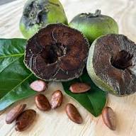 Black Sapote Fruit Seeds for Planting – Heirloom Non-GMO High Germination Organic Garden Seeds