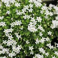 White Star Creeper Flower Seeds Heirloom Non-GMO High Germination Organic Garden Seeds for Planting