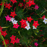 Star Creeper Flower Seeds – Heirloom, Non-GMO, High Germination Organic Garden Seeds
