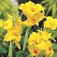 Canna Lily Flower Seeds Yellow – Heirloom, Non-GMO, High Germination Organic Garden Seeds