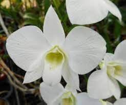 White Phalaenopsis Orchid Flower Seeds for Planting – Heirloom, Non-GMO, High Germination Organic Garden Seeds
