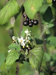 Black Nigrum Seeds Heirloom Non-GMO High Germination Organic Garden Seeds for Planting