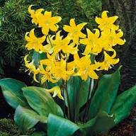 Yellow Erythronium Pagoda Flower Seeds – Heirloom Non-GMO High Germination Organic Seeds