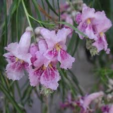 Chilopsis linearis Blumensamen zum Pflanzen – Erbstück, gentechnikfrei, keimstark, Bio-Samen