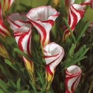 White Red Oxalis Versicolor Flower Seeds – Heirloom Non-GMO Organic Garden Seeds