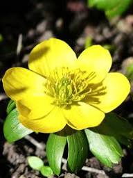 Yellow Eranthis Hyemalis Flower Seeds – Heirloom Non-GMO High Germination Organic Seeds