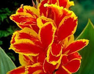 Red Yellow Canna Edulis Flower Seeds – Heirloom, Non-GMO, High Germination Organic Garden Seeds