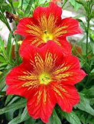 Orange Salpiglossis Flower Seeds – Heirloom Non-GMO High Germination Organic Garden Seeds