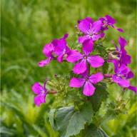 Pink Lunaria Flower Seeds Heirloom Non-GMO High Germination Organic Garden Seeds for Planting