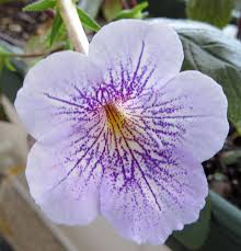 Violet Achimenes Flower Seeds – Heirloom Non-GMO High Germination Organic Garden Seeds