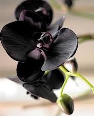 Black Phalaenopsis Orchid Flower Seeds for Planting – Heirloom, Non-GMO, High Germination Organic Garden Seeds