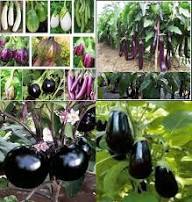 Mixed Brinjal Seeds – Heirloom, Non-GMO, High Germination Organic Garden Seeds Planting