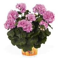Purple Climbing Geranium Flower Seeds for Planting – Heirloom Non-GMO High Germination Organic Garden Seeds Seeds for Planting