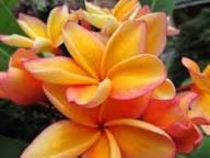 Orange Plumeria Flower Seeds – Heirloom, Non-GMO, High Germination Organic Garden Seeds for Planting Seeds for Planting