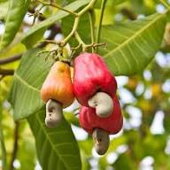 Mixed Cashew Nut Apple Seeds – Heirloom, Non-GMO, High Germination Organic Garden