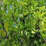 Green Quince Seeds for Planting – Heirloom Non-GMO High Germination Organic Garden Seeds