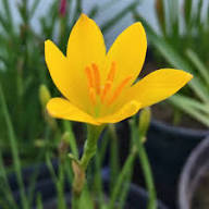 Zephyranthes Flower Seeds Yellow – Heirloom Non-GMO High Germination Organic Garden Seeds