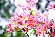 Semillas de flor de plumeria granate – Cimbra, no modificadas genéticamente, semillas de jardín orgánicas de alta germinación para plantar