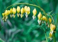 Yellow Lamprocapnos Flower Seeds – Heirloom Non-GMO High Germination Organic Seeds