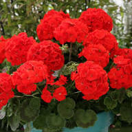 Red Bonsai Geranium Flowers Seeds – Heirloom, Non-GMO, High Germination Organic Garden Seeds for Planting