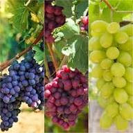 Mixed Grape Fruit Seeds – Heirloom, Non-GMO, High Germination Organic Garden Seeds for Planting