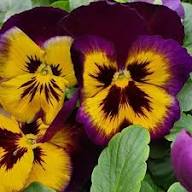 Yellow Purple Viola Flower Seeds – Heirloom Non-GMO High Germination Organic Garden Seeds