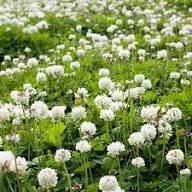 White Trifolium Alpestre Flower Seeds – Heirloom, Non-GMO, High Germination Organic Seeds