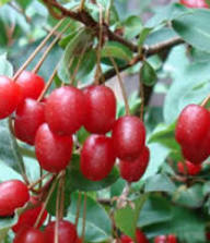 Red Goumiberry Seeds – Heirloom, Non-GMO, High Germination Organic Garden Seeds
