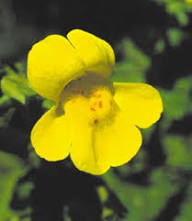 Yellow Mimulus Guttatus Flower Seeds – Heirloom, Non-GMO, High Germination Organic Seeds