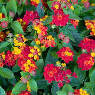 Rare Red Lantana Flower Seeds Heirloom Non-GMO High Germination Organic Garden Seeds for Planting