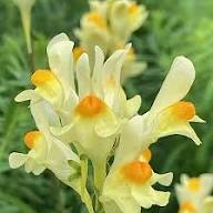 Yellow Linaria Vulgaris Flower Seeds – Heirloom Non-GMO High Germination Organic Garden Seeds