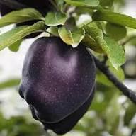 Black Apple Tree Seeds Heirloom Non-GMO High Germination Organic Garden Seeds for Planting