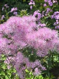 Pink Thalictrum Aquifolium Flower Seeds Heirloom Non-GMO High Germination Organic Garden Seeds for Planting