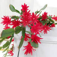 Red Rhipsalidopsis Flower Seeds for Planting – Heirloom Non-GMO High Germination Organic Garden Seeds