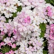 Pink White Verbena Flower Seeds – Heirloom, Non-GMO, High Germination Organic Seeds