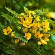 Yellow Semen Cassiae Flower Seeds Heirloom Non-GMO High Germination Organic Garden Seeds for Planting