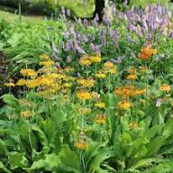 Primula Candelabra Flower Seeds for Planting – Heirloom Non-GMO High Germination Organic Garden Seeds