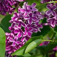 Purple Syringa Flower Seeds Heirloom Non-GMO High Germination Organic Garden Seeds for Planting