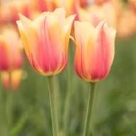 Yellow Pink Tulipa Humilis Flower Seeds – Heirloom Non-GMO High Germination Organic Garden Seeds for Planting Seeds for Planting