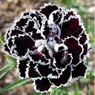 White Black Carnation Flower Seeds – Heirloom, Non-GMO, High Germination Organic Garden Seeds for Planting
