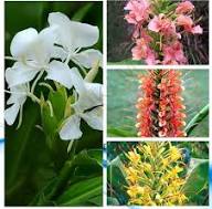 Mixed Hedychium Flower Seeds – Heirloom, Non-GMO, High Germination Seeds