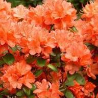 Rhododendron Flower Seeds Mixed – Heirloom, Non-GMO, High Germination Organic Garden Seeds for Planting
