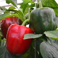 Semillas de Pimiento Verde – Cimarrón, No-Transgénico, Alta Germinación, Siembra de Semillas Orgánicas para Jardín