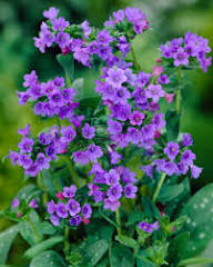 Purple Pulmonaria Flower Seeds Heirloom Non-GMO High Germination Organic Garden Seeds for Planting