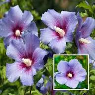 Purple Giant Hibiscus Flower Seeds Heirloom Non-GMO High Germination Organic Garden Seeds for Planting