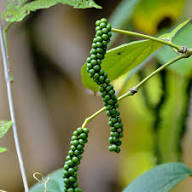 Piper Nigrum Fruit Seeds for Planting – Heirloom Non-GMO Black Pepper Seeds, High Germination Organic Garden Seeds