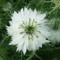 White Nigella Flower Seeds for Planting – Heirloom, Non-GMO, High Germination