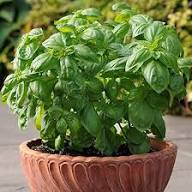 Semillas de Albahaca Orgánica Verde Orgánica de la Herencia No Transgénicas Alta Germinación Semillas de Jardín Orgánicas para Plantar