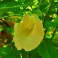 Yellow Sweet Pea Flower Seeds Heirloom Non-GMO High Germination Organic Garden Seeds