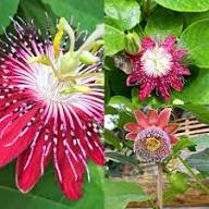 Marron Passion Samen, alte Sorte, gentechnikfrei, hohe Keimfähigkeit, Bio-Gartensamen zum Pflanzen